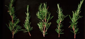Rosemary,glandore,herbs,gardening