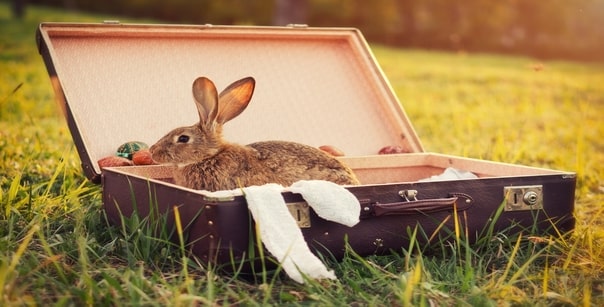 Rabbit in a Suitcase